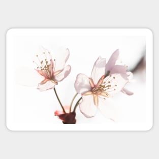 Cherry Blossom Sticker